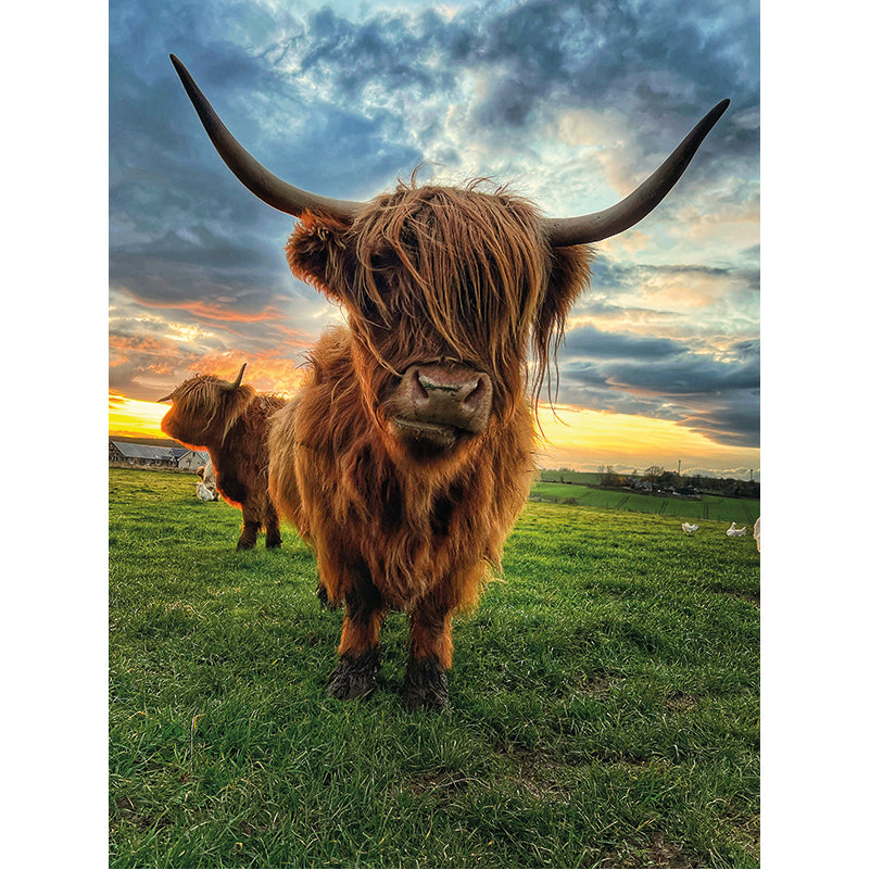 Printed Glass Kitchen Highland Cow Splashback