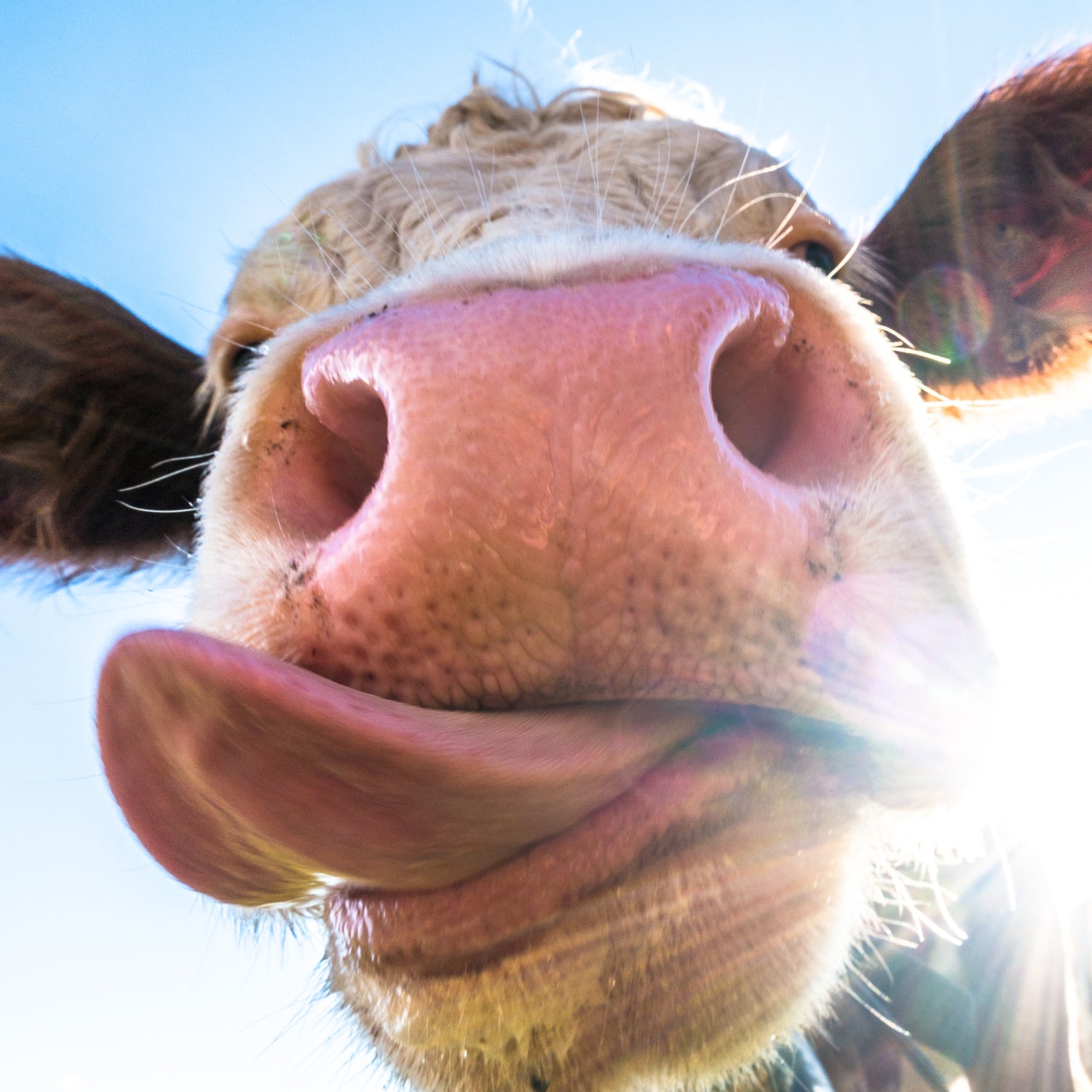 Cow Lick Glass Wall Art
