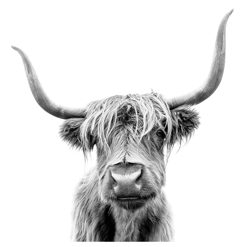 Printed Glass Kitchen Grey Highland Cow Splashback