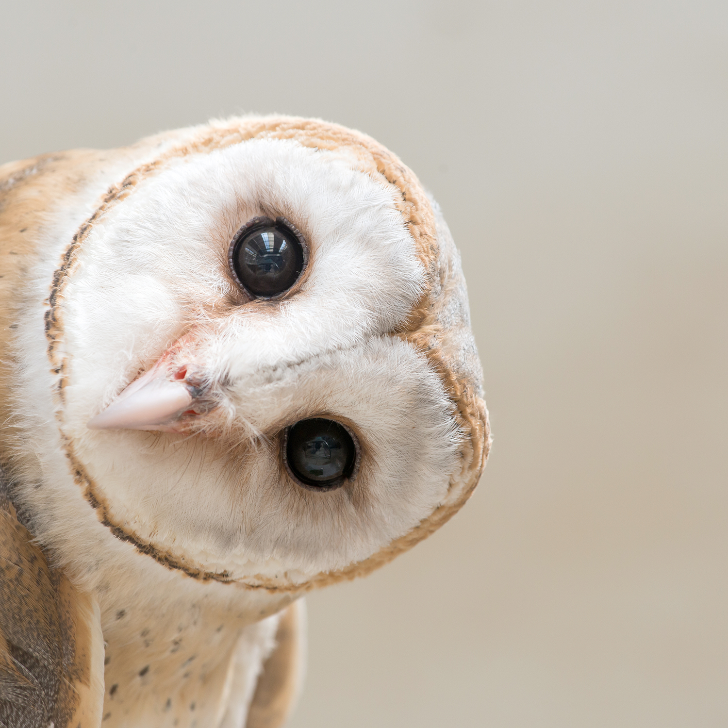 Printed Glass Kitchen Splashback Watching Owl