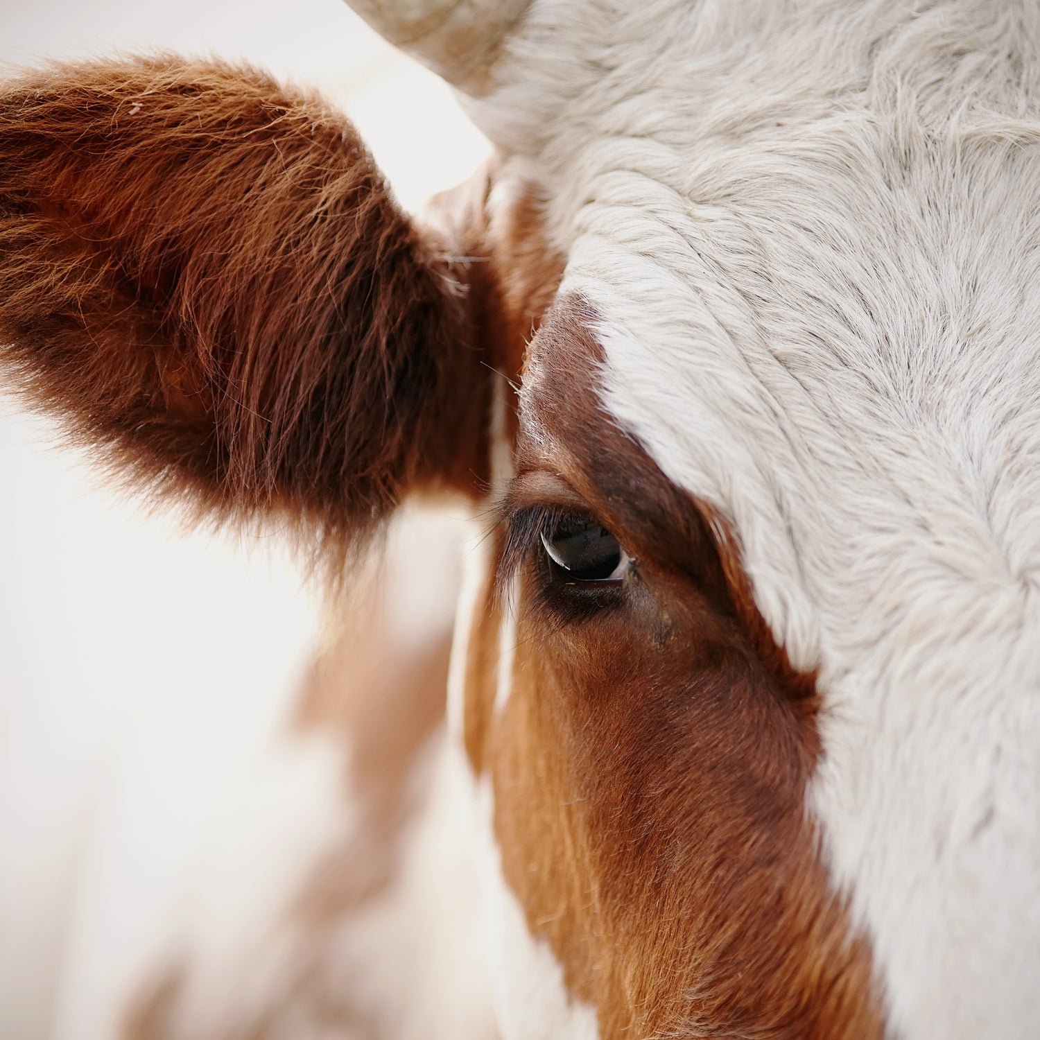 Printed Glass Kitchen Splashback Cow Close Up