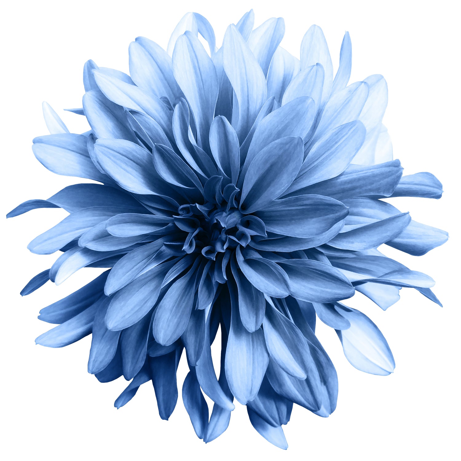 Printed Glass Kitchen Splashback Blue Flowerhead