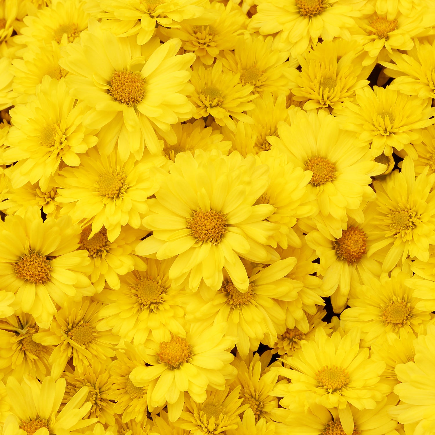 Printed Glass Kitchen Splashback Yellow Daisy's