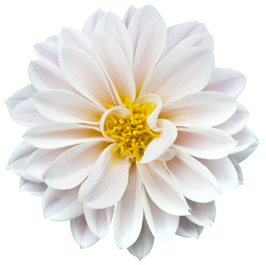 Printed Glass Kitchen Splashback White Flowerhead