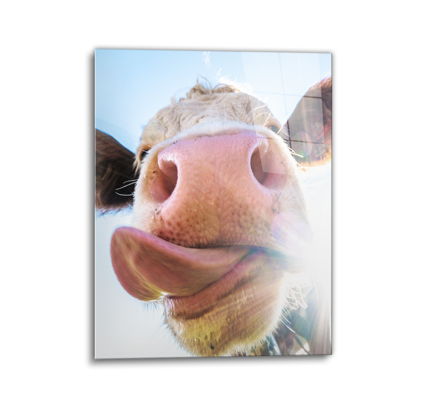 Cow lick glass wall art