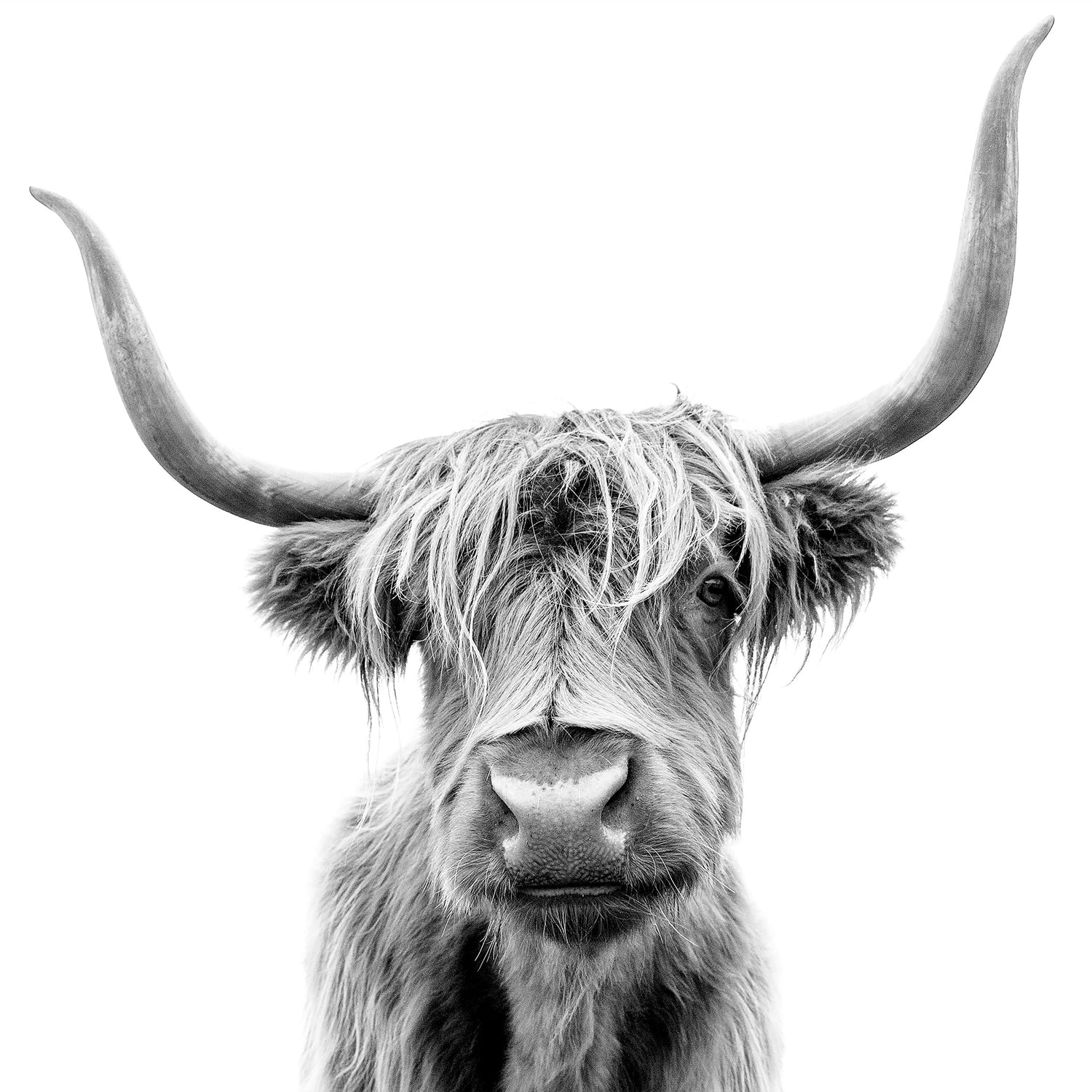 highland cow splashback in grey