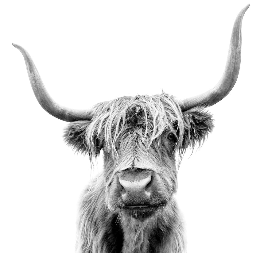 highland cow splashback in grey