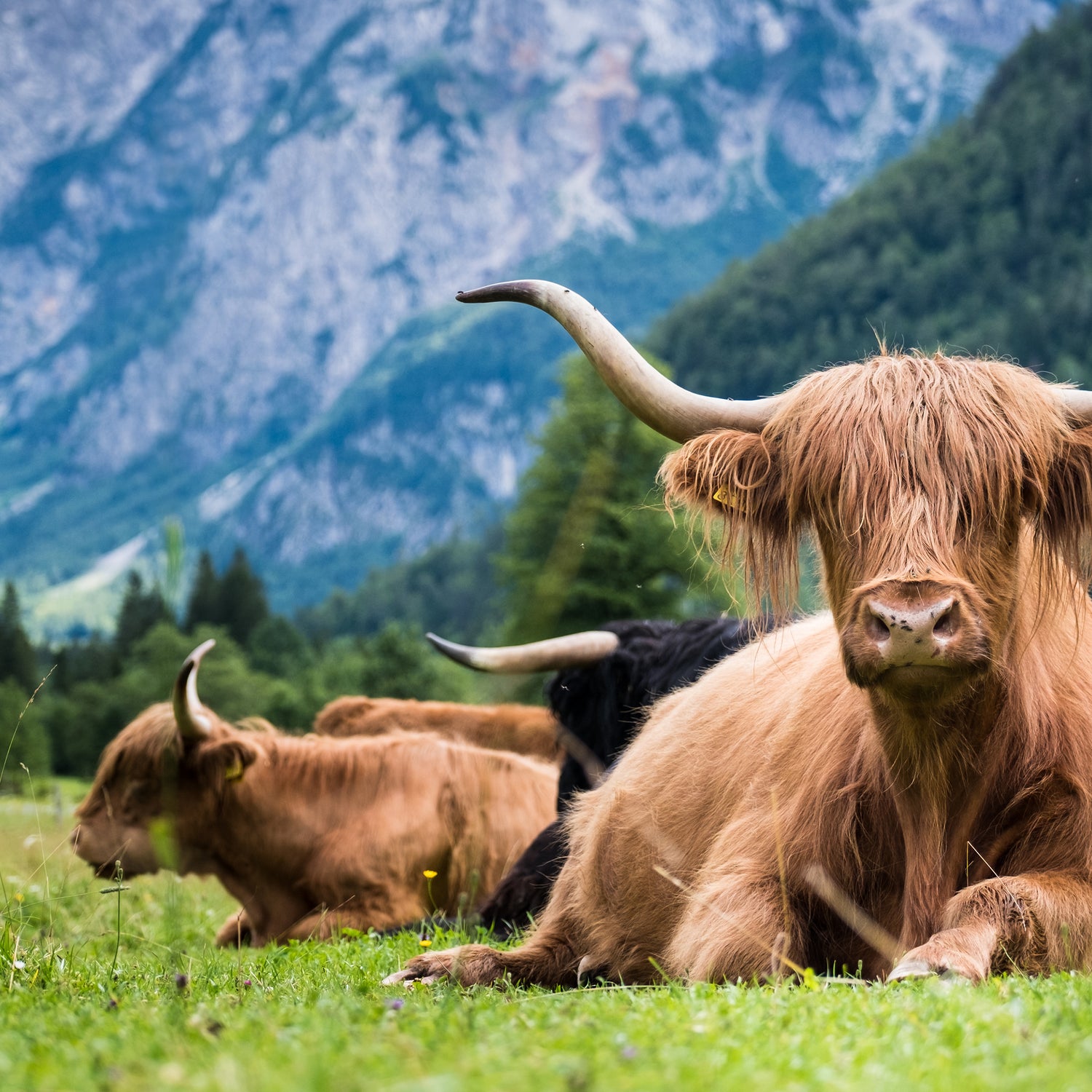 printed glass highland cow splashback of cows in the mountains