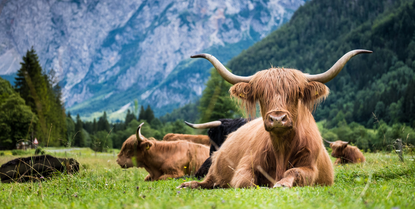 printed glass highland cow splashback of cows in the mountains