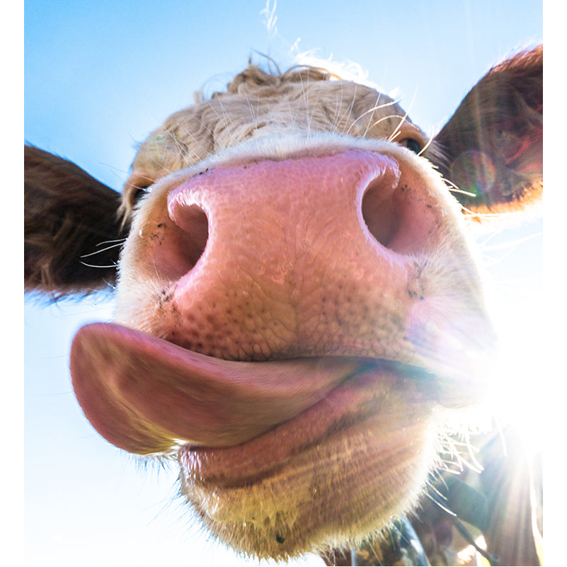 printed cow lick kitchen glass splashback