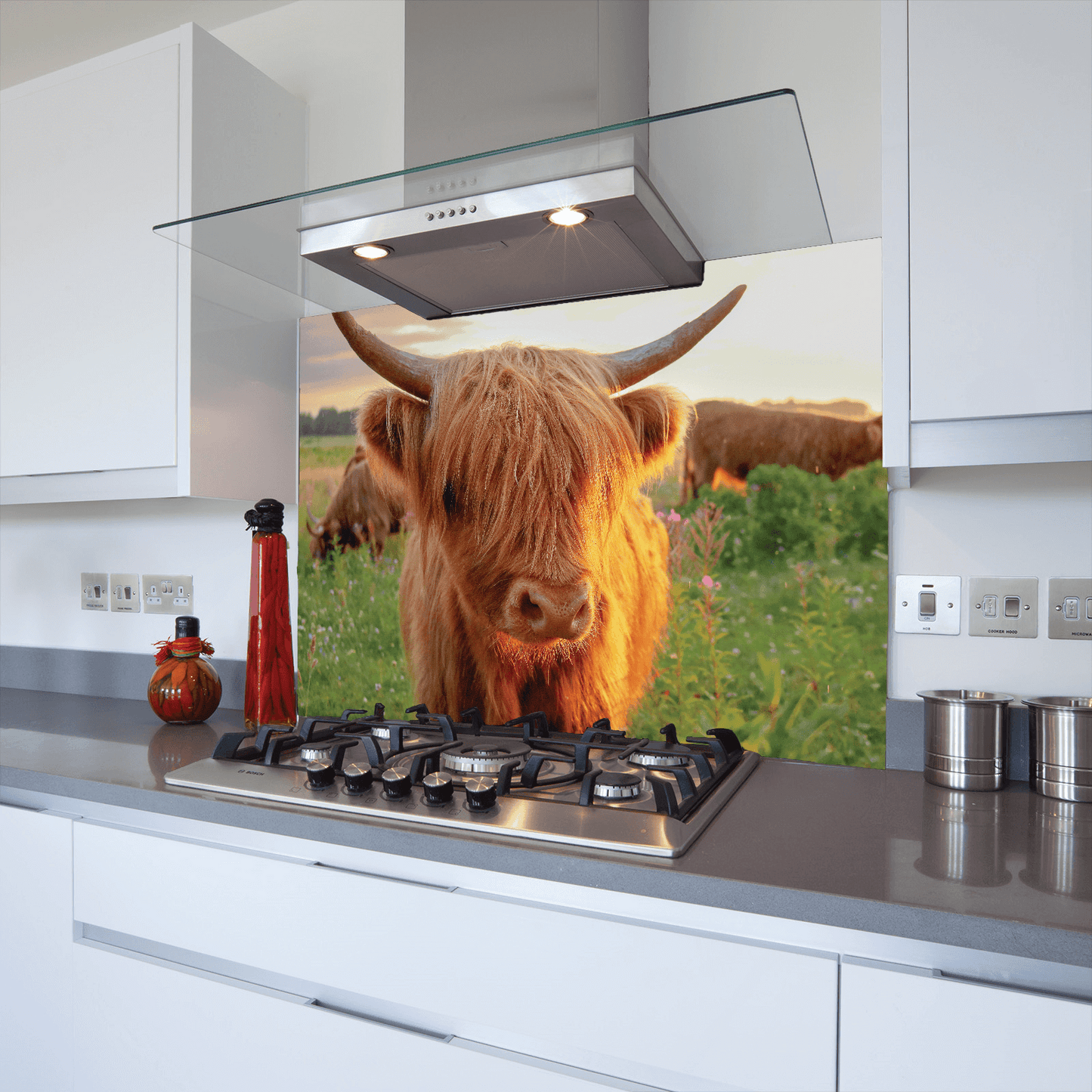 highland cow splashback of highland cow in the sun