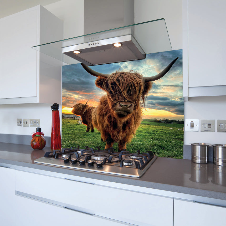 toughened highland cow splashback printed above hob