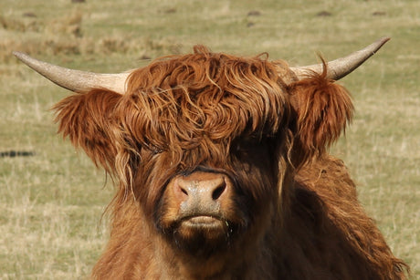 The Rise of Highland Cow Glass Splashbacks in Interior Design