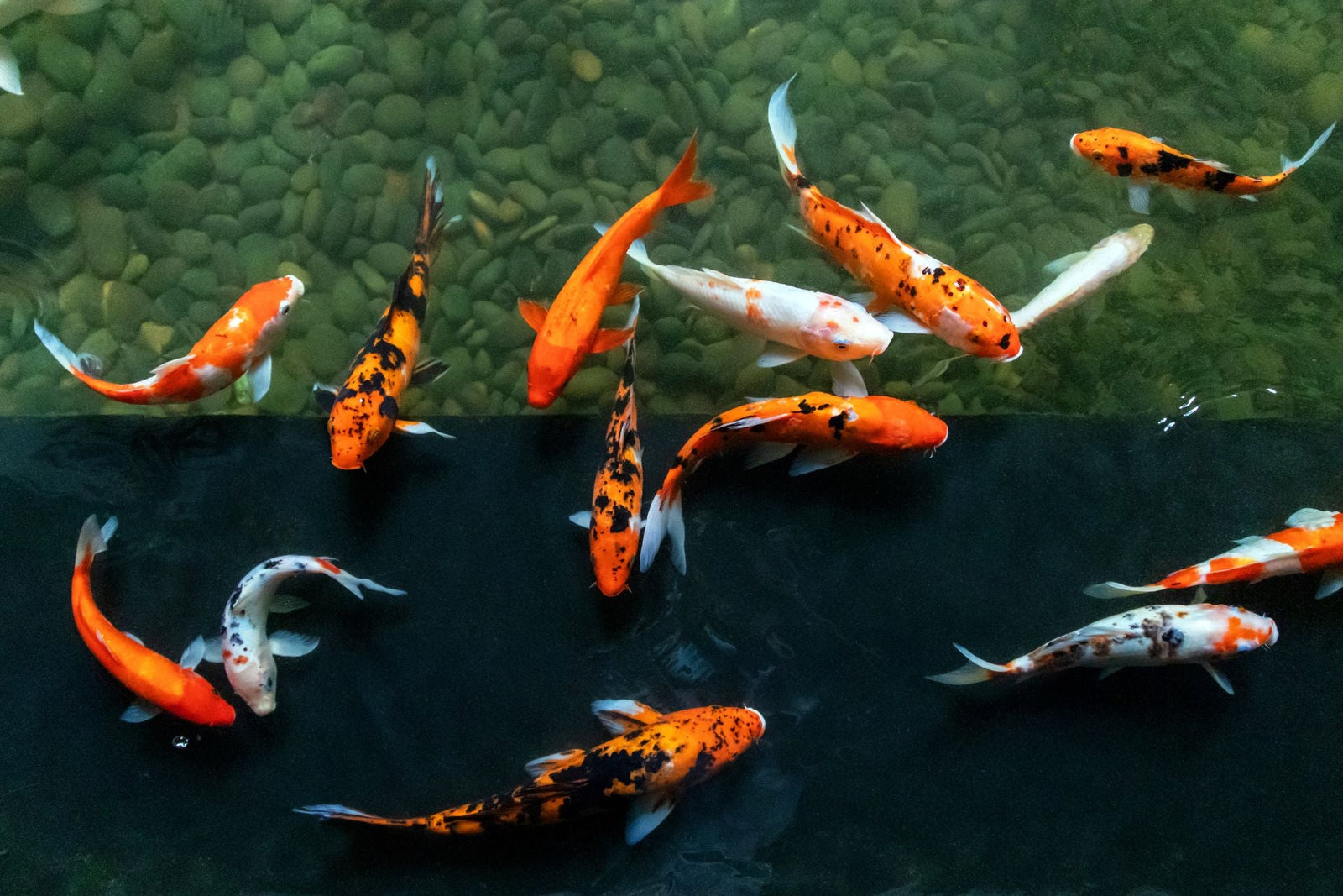 How deep should a koi pond be