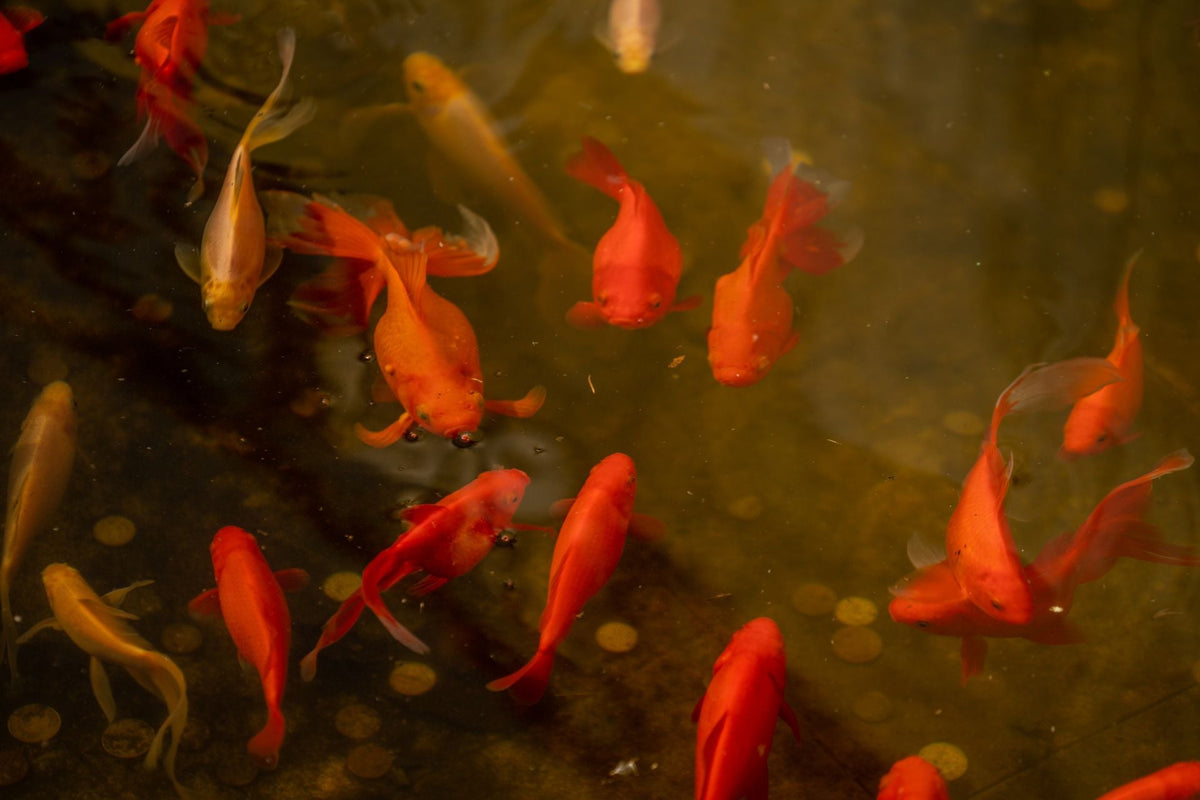 how to install pond glass