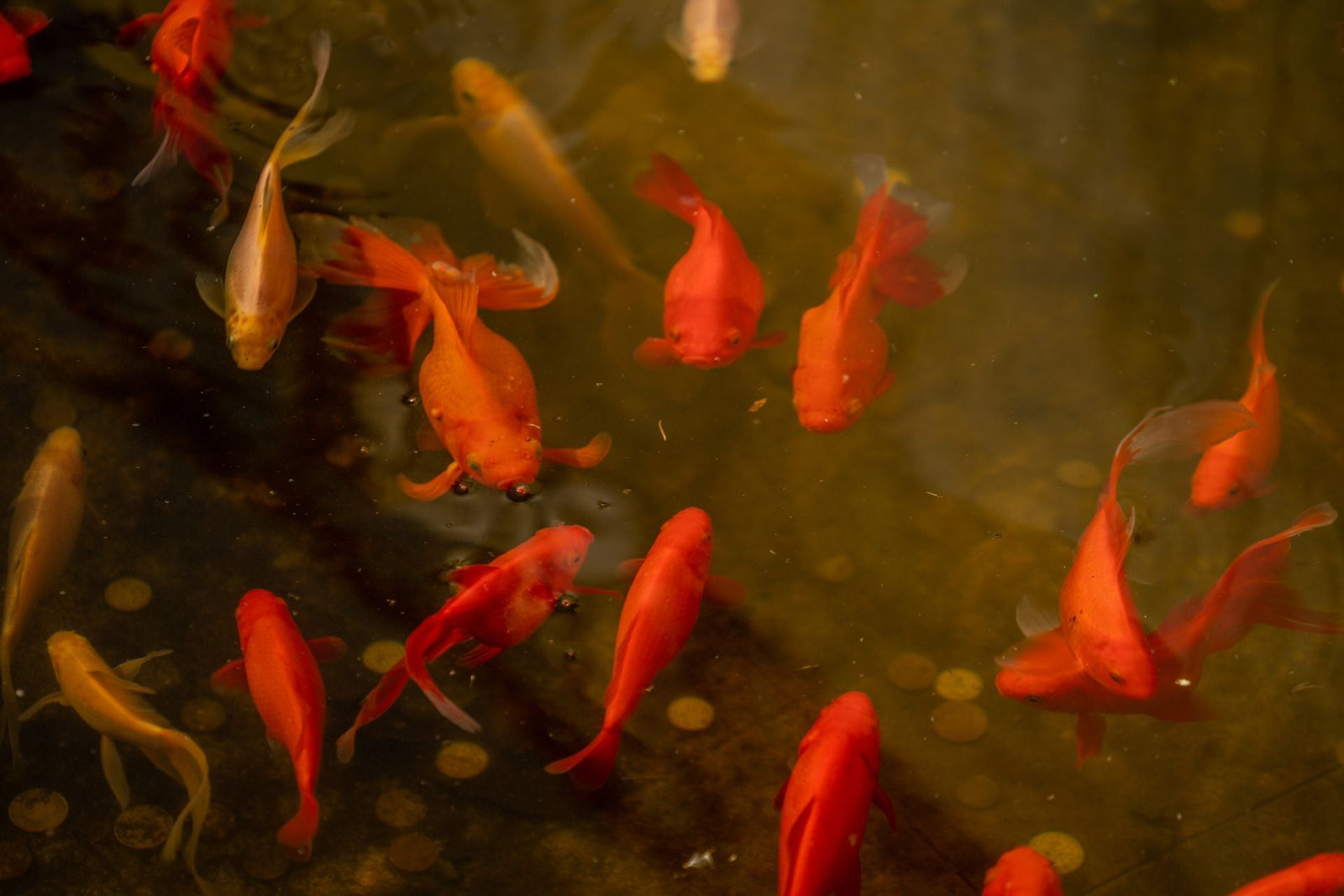 how to install pond glass