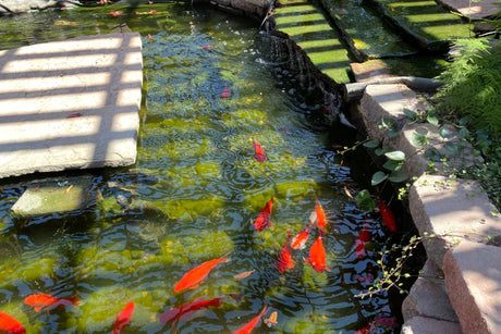 Koi fish jumping out of water