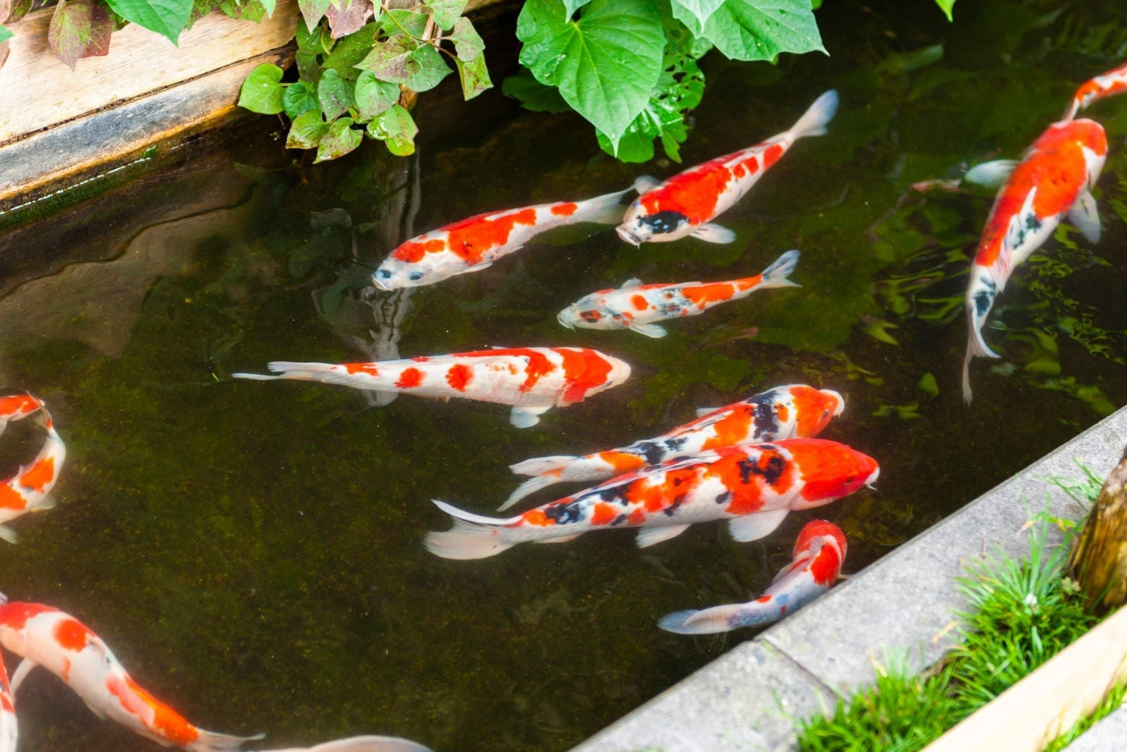 koi pond design ideas uk