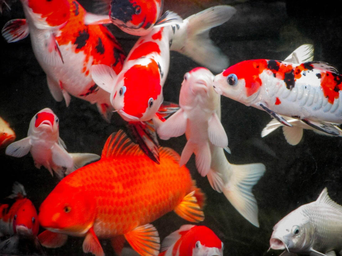 how to maintain glass panels in your koi pond window