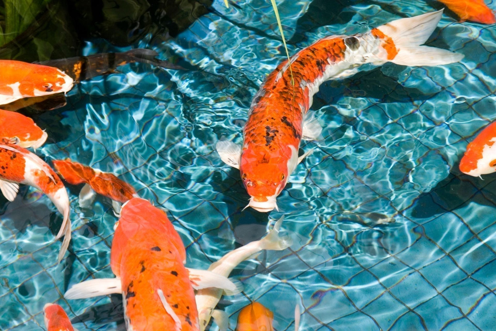 raised koi pond with viewing window