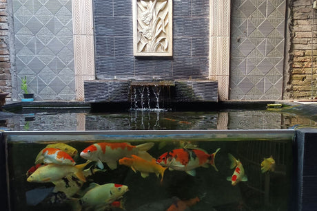 what-type-of-glass-is-used-for-pond-windows