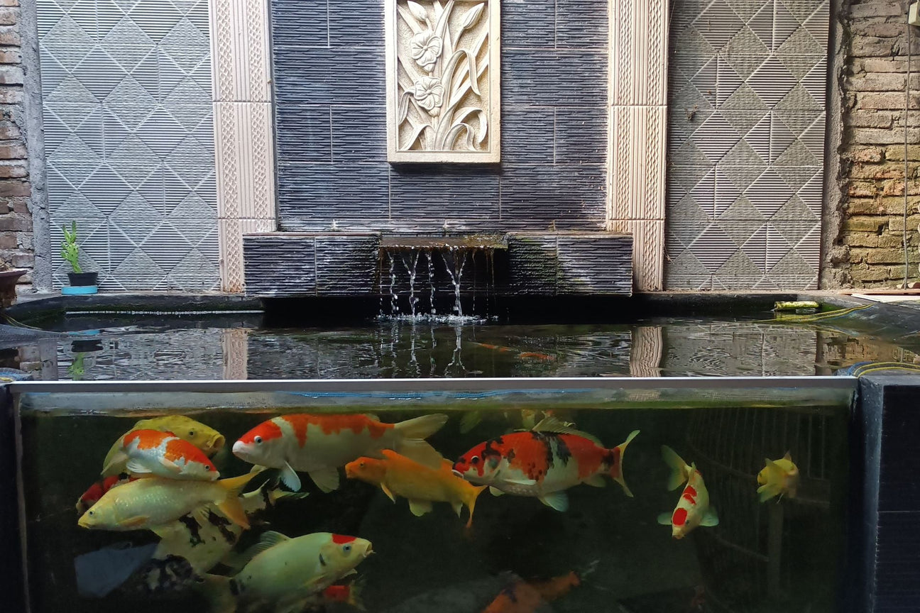 A koi pond with a fountain and pond glass