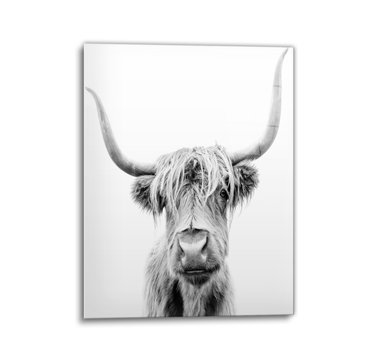 Highland Cow V3 Glass Wall Art