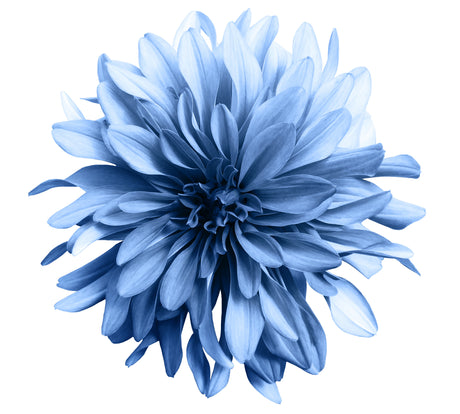 Printed Glass Kitchen Splashback Blue Flowerhead