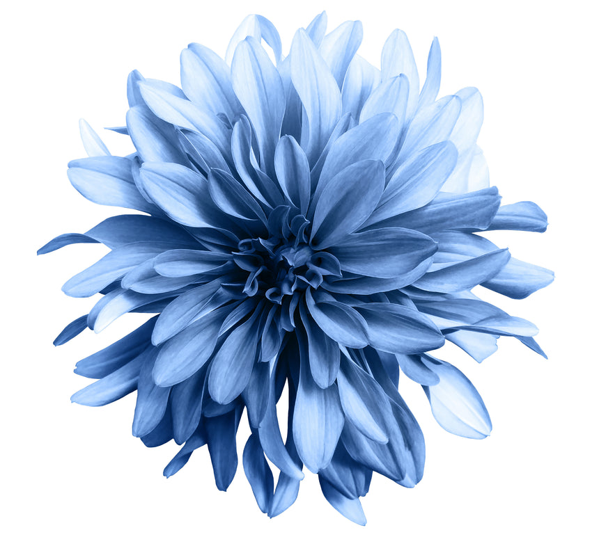 Printed Glass Kitchen Splashback Blue Flowerhead