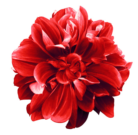 Printed Glass Kitchen Splashback Red Flowerhead