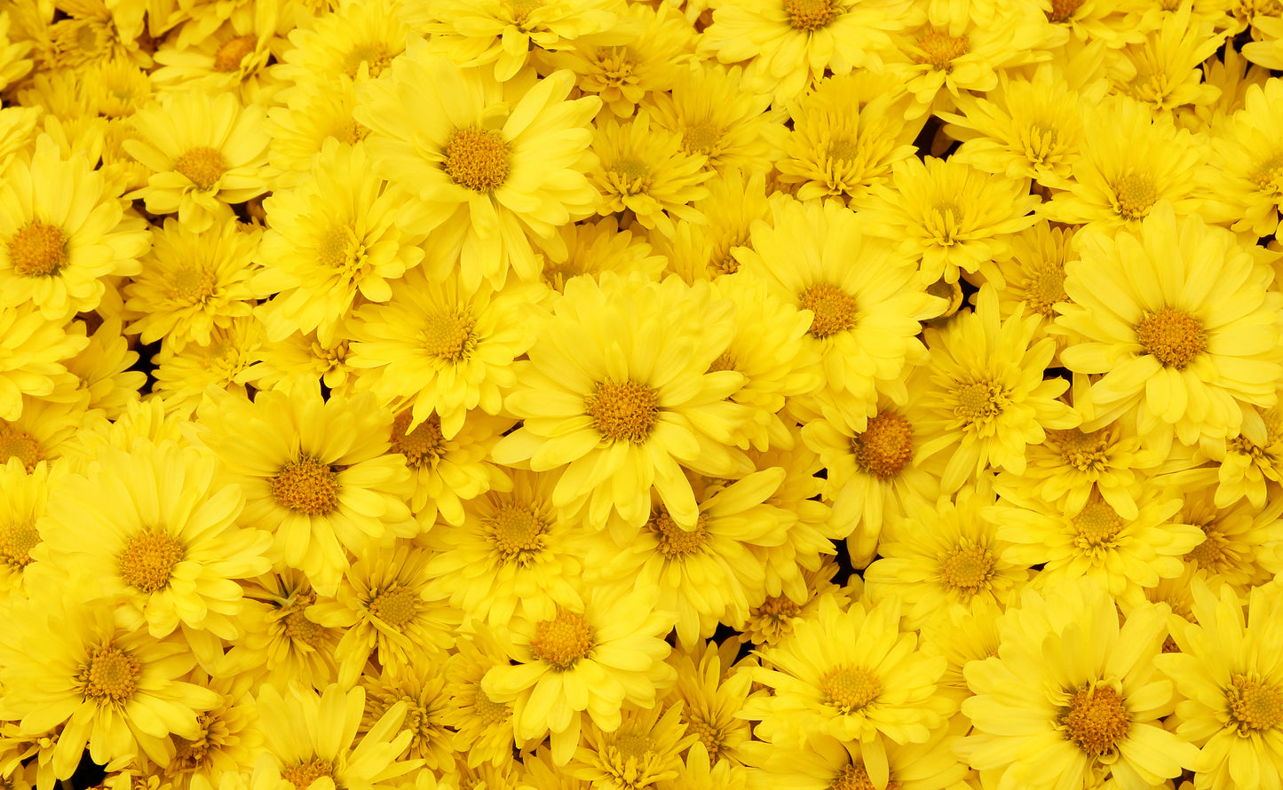 Printed Glass Kitchen Splashback Bespoke Size Toughened Yellow Daisy's