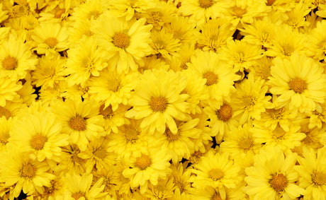Printed Glass Kitchen Splashback Yellow Daisy's