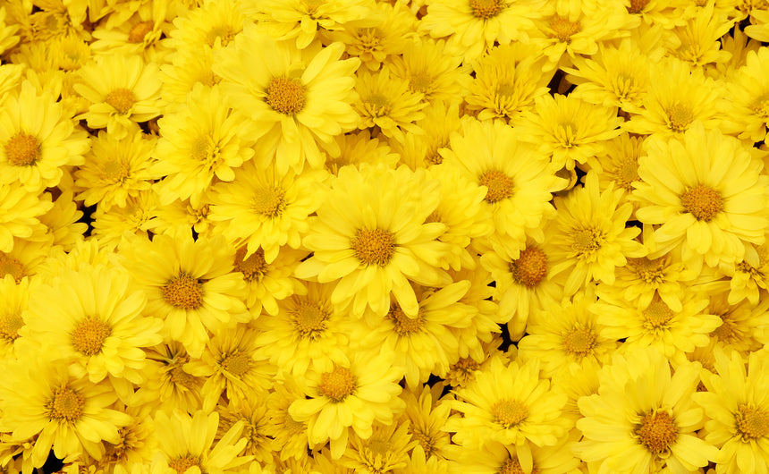 Printed Glass Kitchen Splashback Yellow Daisy's
