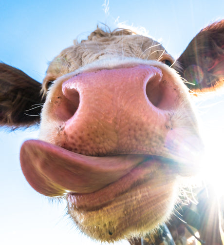 Cows lick glass wall art