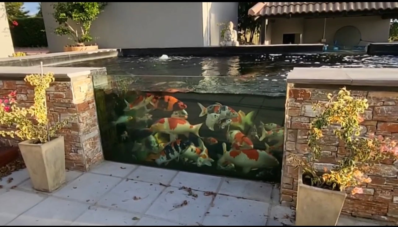 33mm Koi Pond Window – Bespoke Glass Products