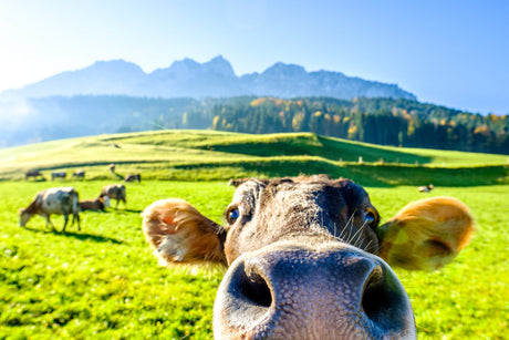 Kitchen splashback cow close up