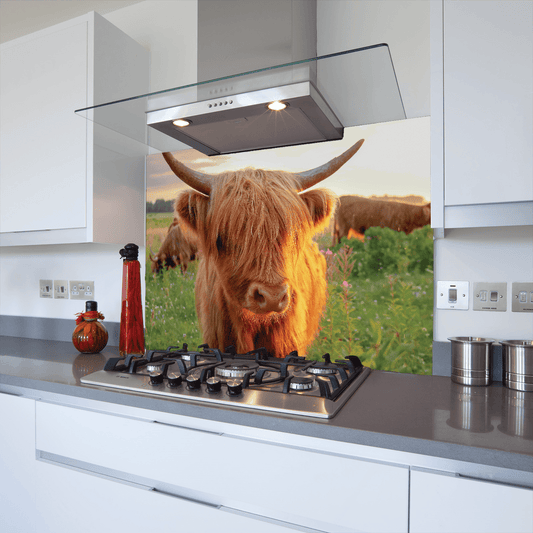 highland cow splashback of highland cow in the sun